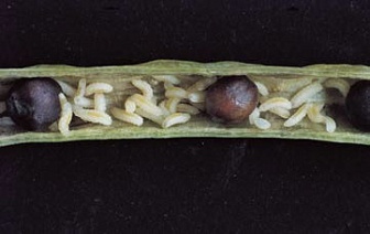 Биская, МД Биская, МД