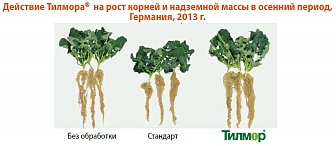 Тилмор, КЭ