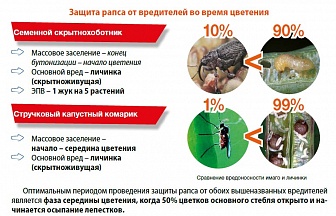 Биская, МД Биская, МД