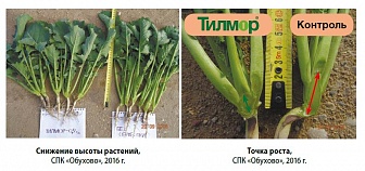 Тилмор, КЭ