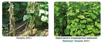 Превикур Энерджи, ВК