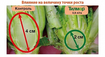 Тилмор, КЭ