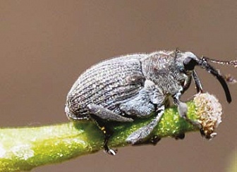 Биская, МД Биская, МД