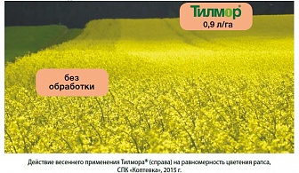Тилмор, КЭ