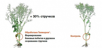 Тилмор, КЭ