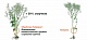 Тилмор, КЭ